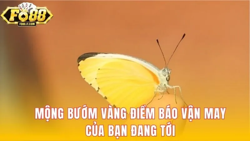 Mộng bướm vàng điềm báo vận may của bạn đang tới 